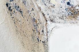 Why You Should Choose Our Mold Remediation Services in Liberty, PA